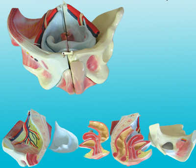 Mô hình khung xương chậu nữ